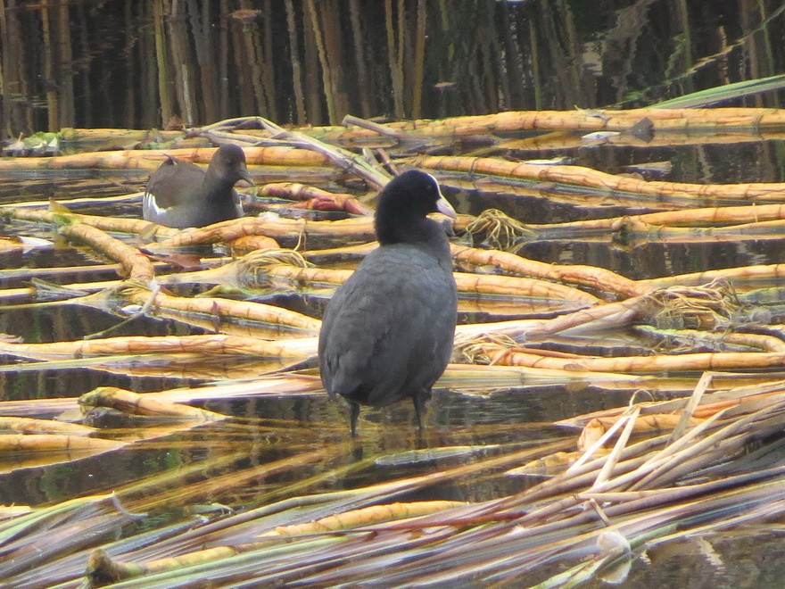 Eurasian Coot - ML646229269