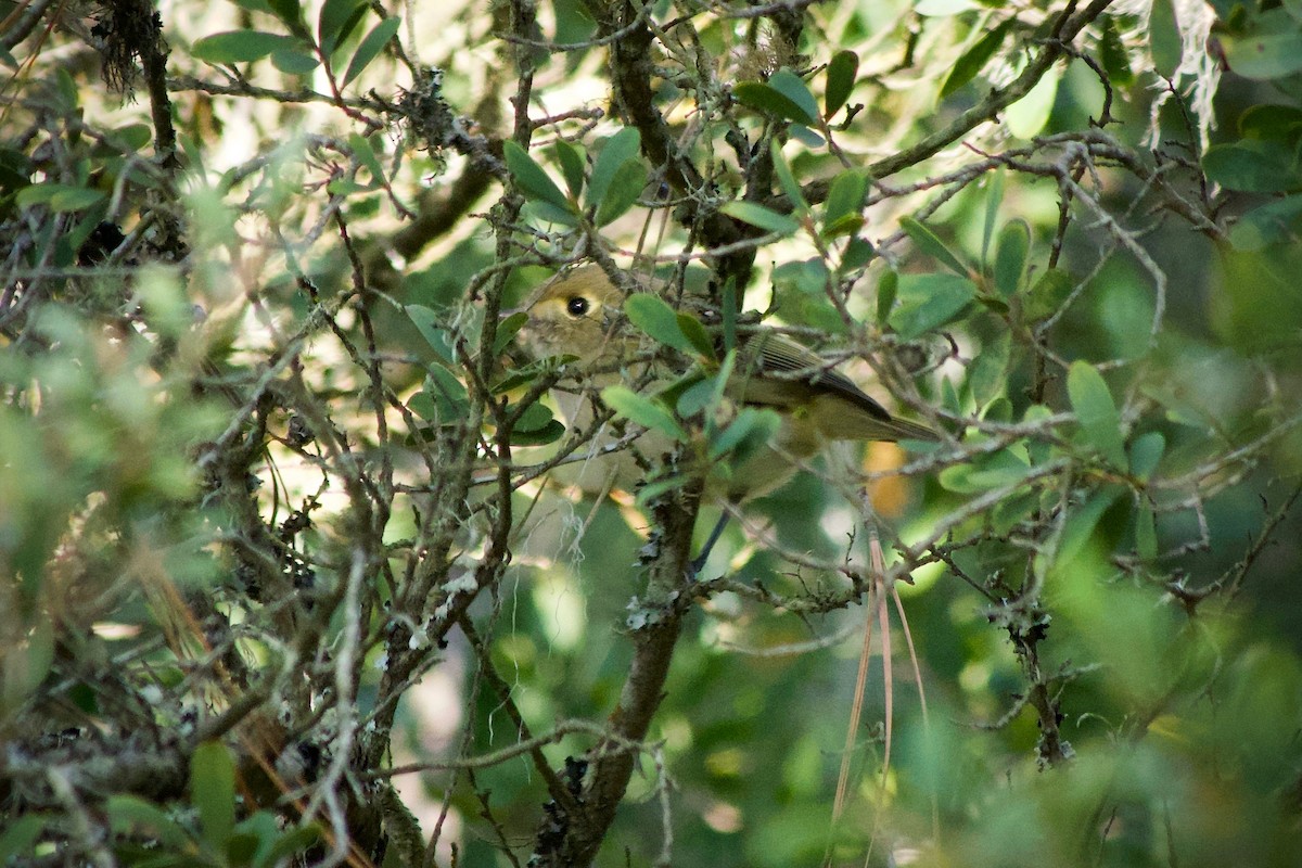 Hutton's Vireo (Pacific) - ML646229271