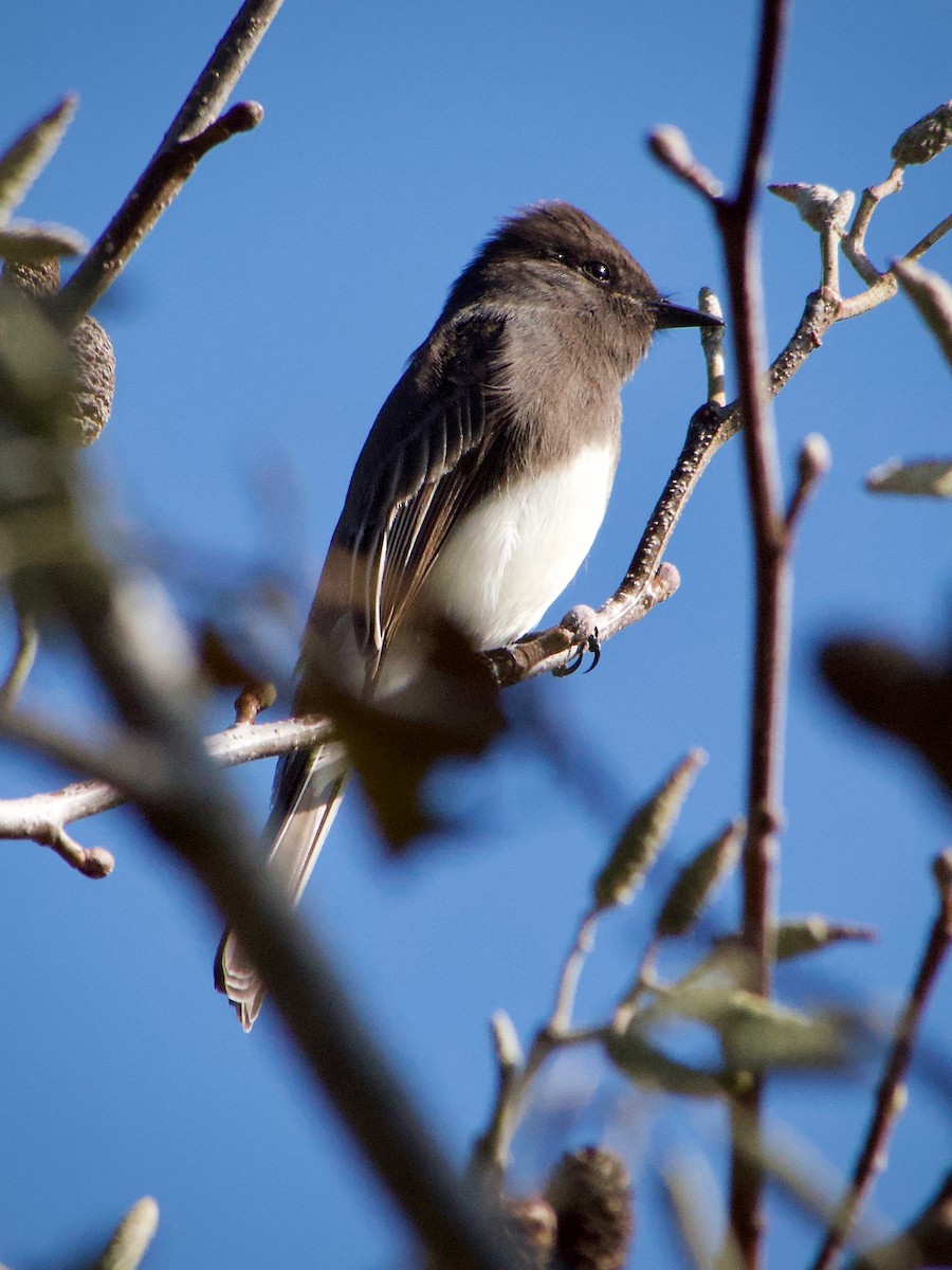 Black Phoebe - ML646229275