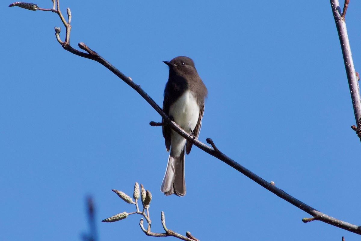 Black Phoebe - ML646229278