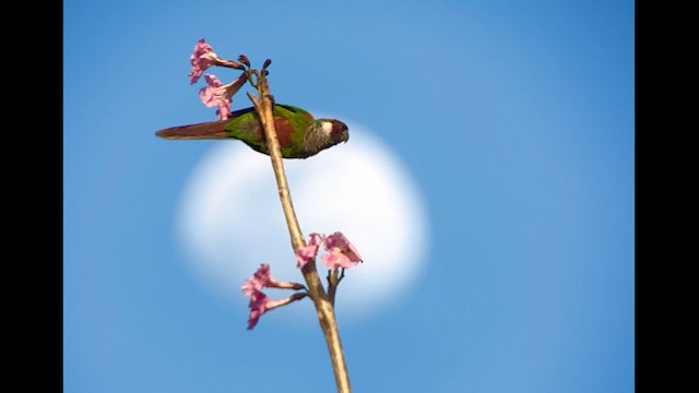 Gri Göğüslü Papağan - ML646229279