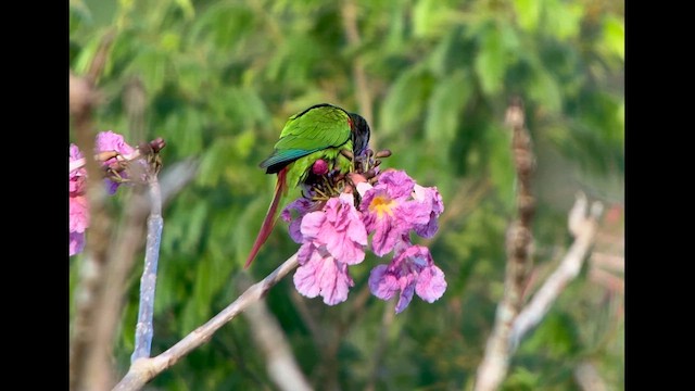 Gri Göğüslü Papağan - ML646229280