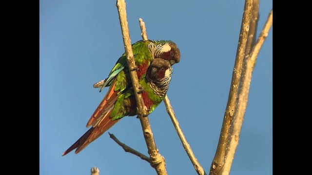 ハイムネウロコインコ - ML646229281