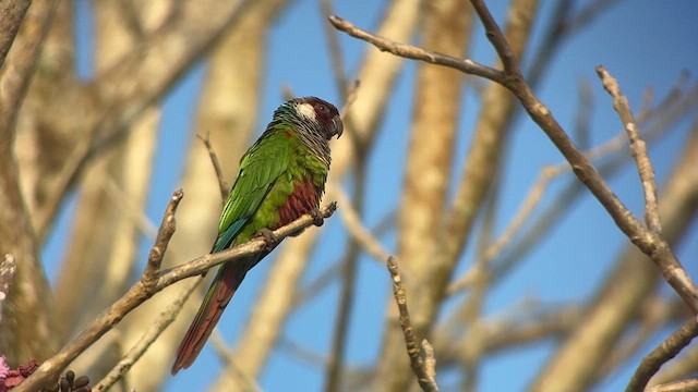 Gri Göğüslü Papağan - ML646229282