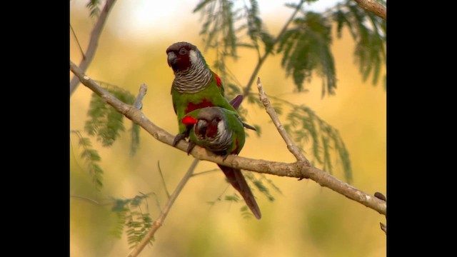 Gri Göğüslü Papağan - ML646229283