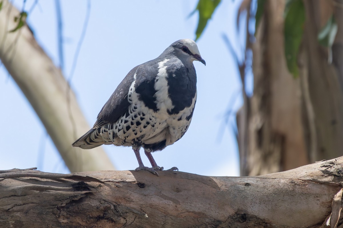 Wonga Pigeon - ML646229291