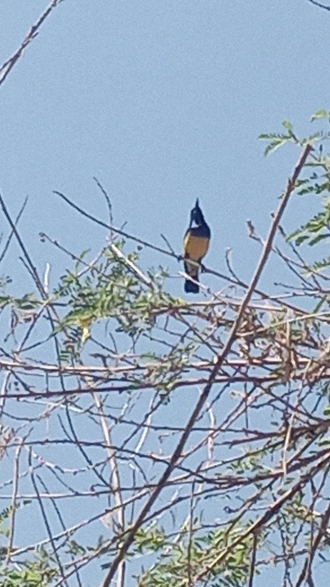 Variable Sunbird (Yellow-bellied) - ML646229292