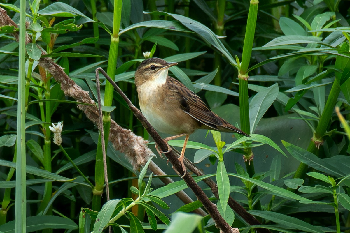 小蝗鶯 - ML646229305