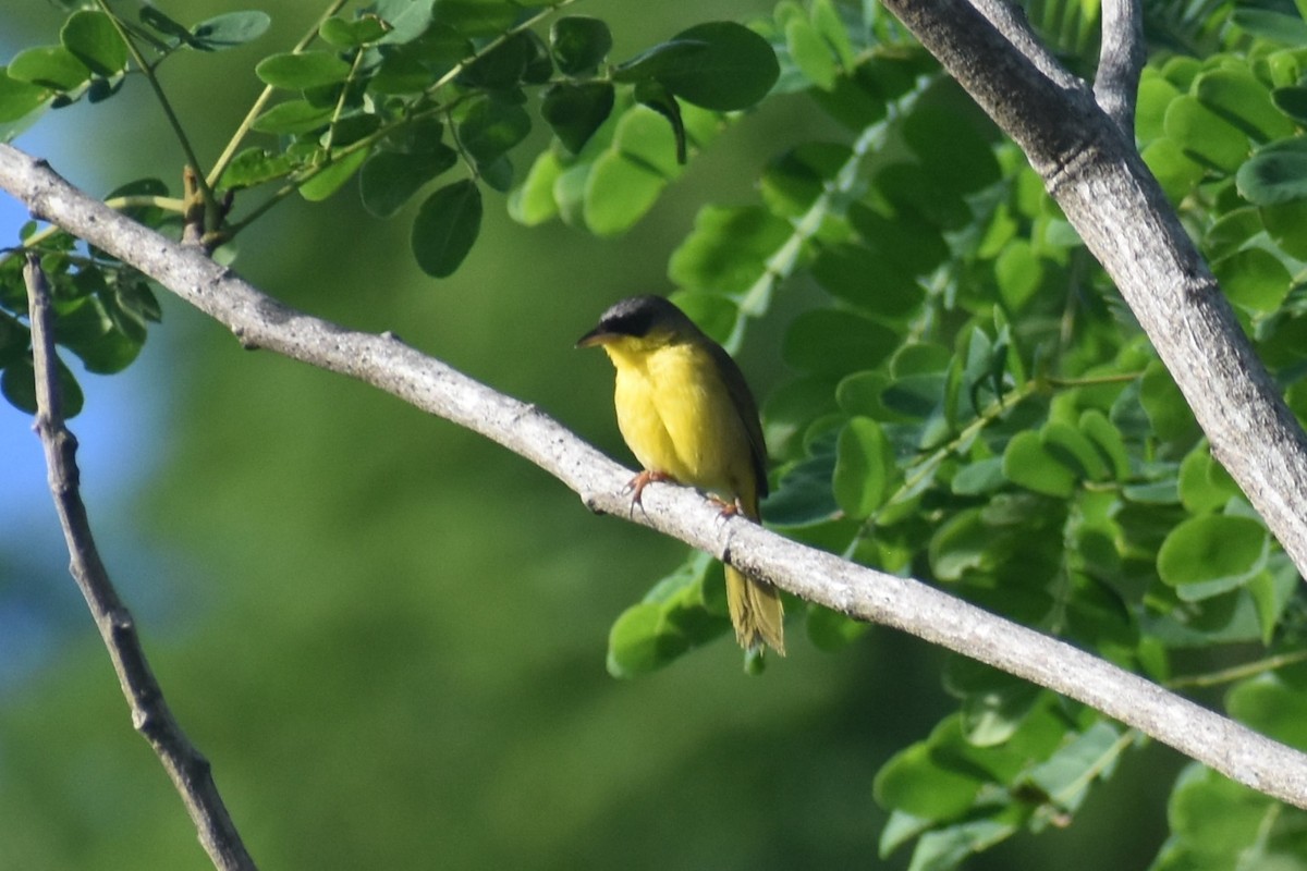 ハシブトアメリカムシクイ - ML646229308