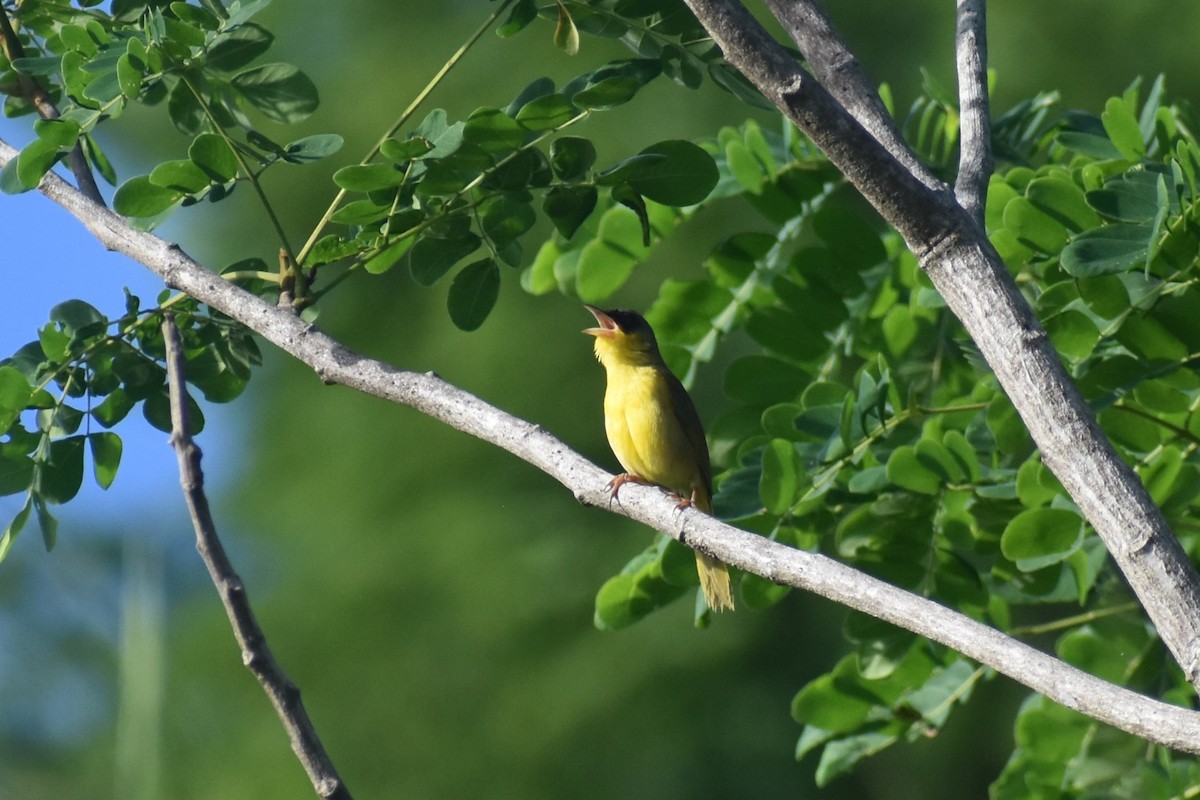 ハシブトアメリカムシクイ - ML646229309