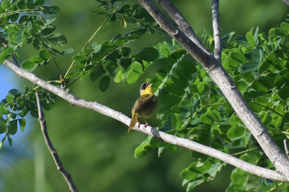 ハシブトアメリカムシクイ - ML646229310