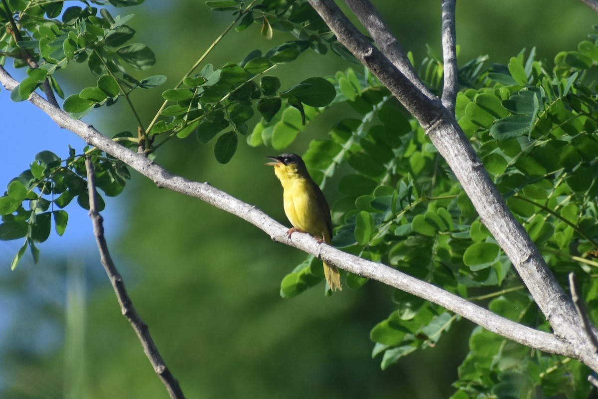 ハシブトアメリカムシクイ - ML646229311