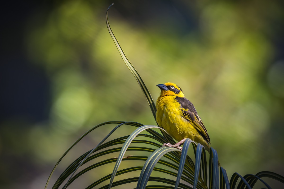 Tejedor Baglafecht - ML646229312