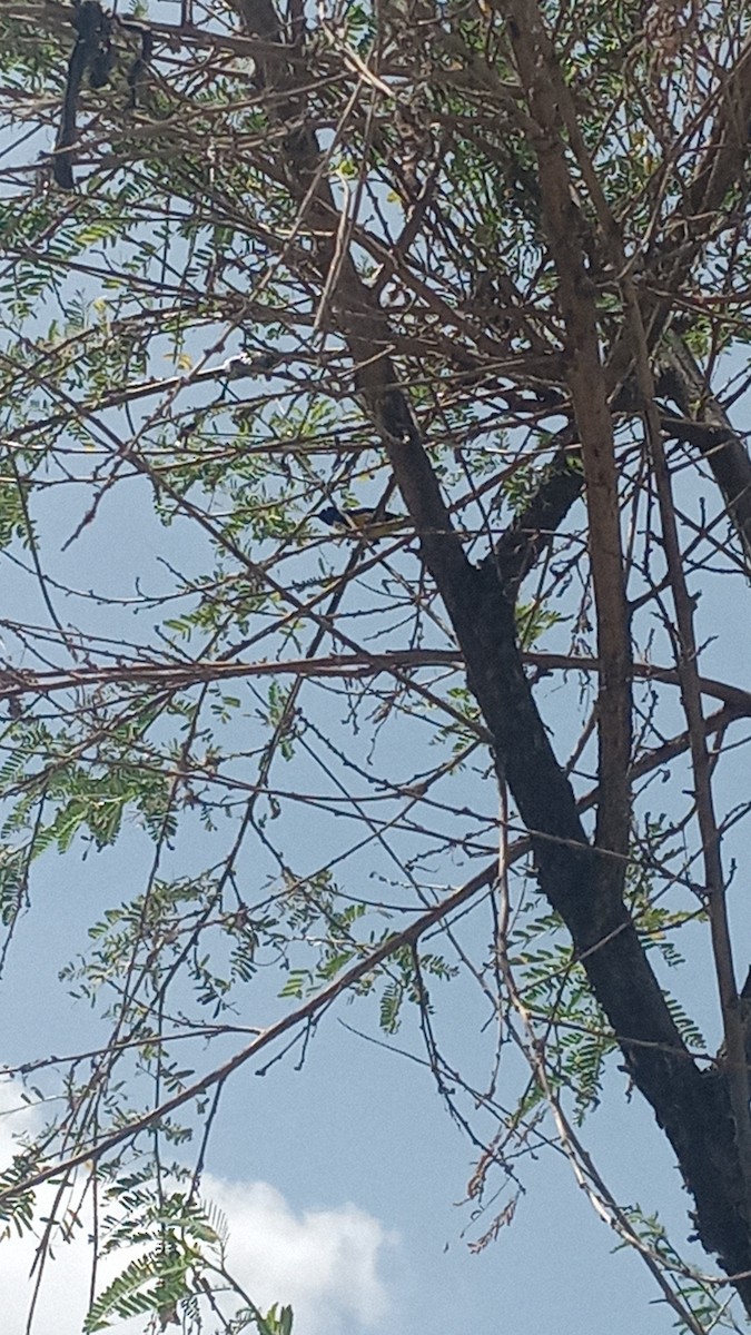 Variable Sunbird (Yellow-bellied) - ML646229318