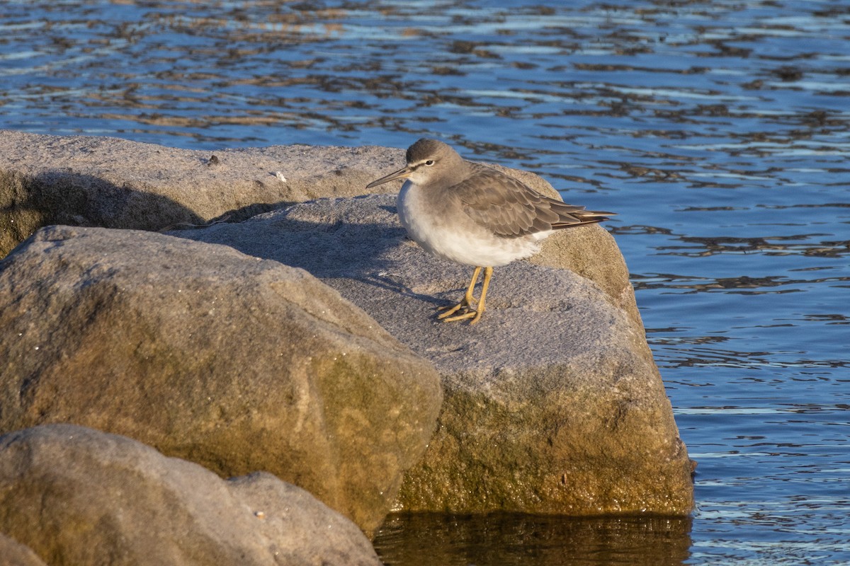 Gri Sırtlı Düdükçün - ML646229326