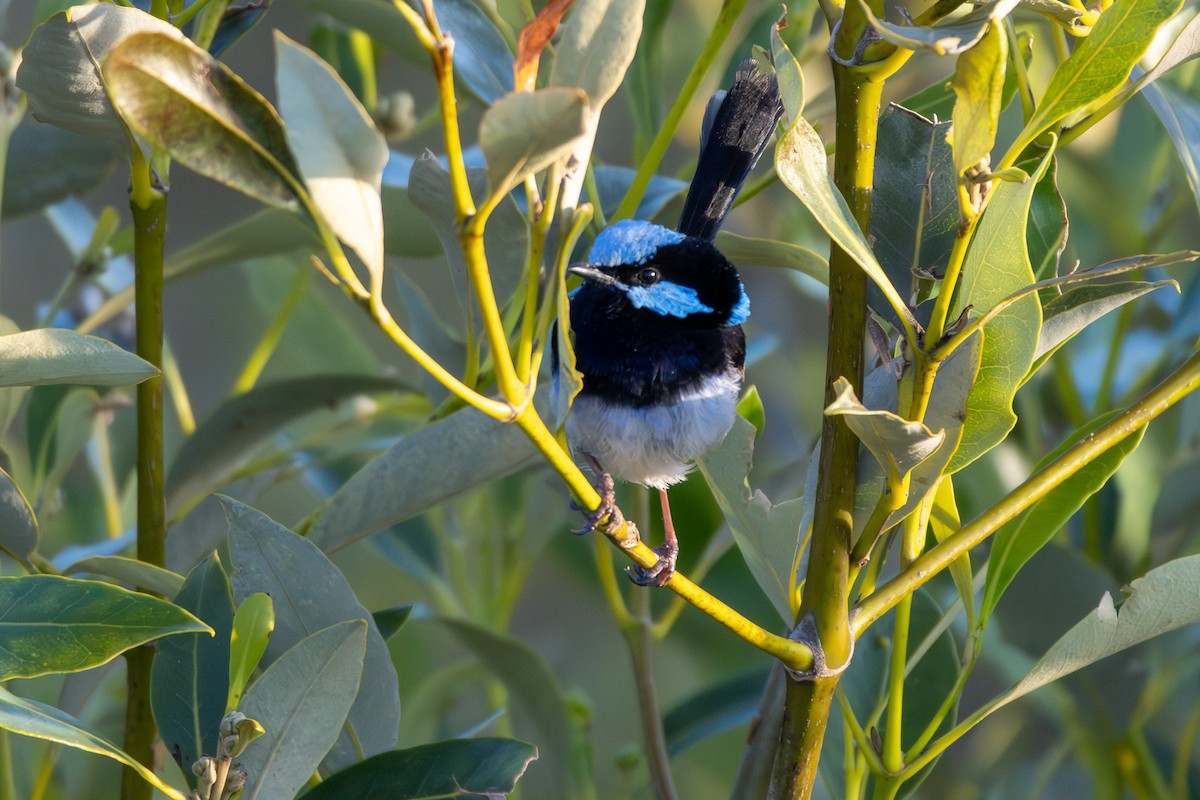 modropláštník nádherný - ML646229327