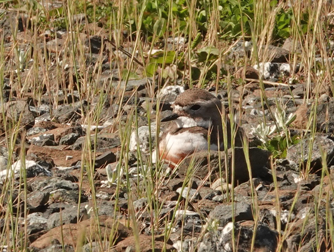 チャオビチドリ - ML646229332