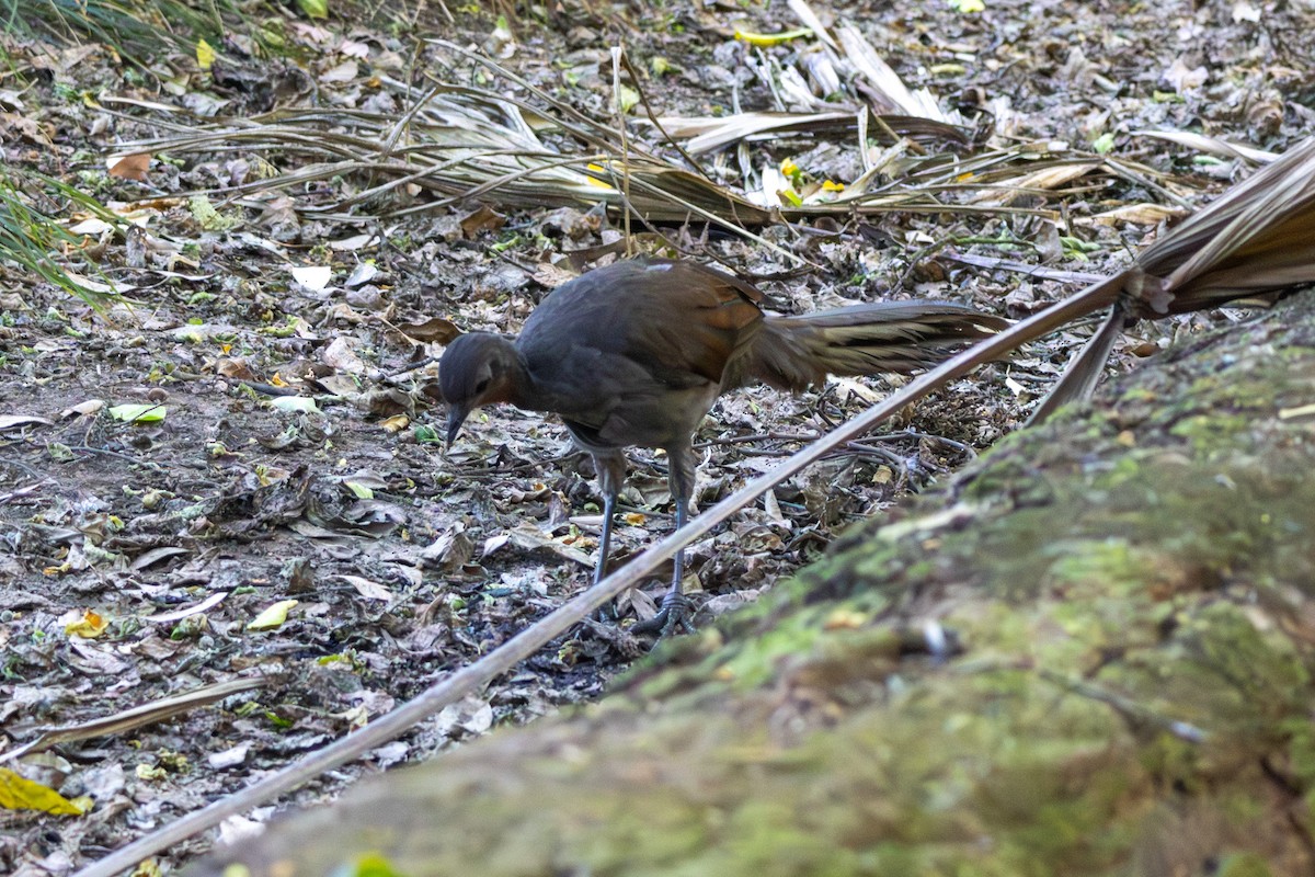 コトドリ - ML646229334