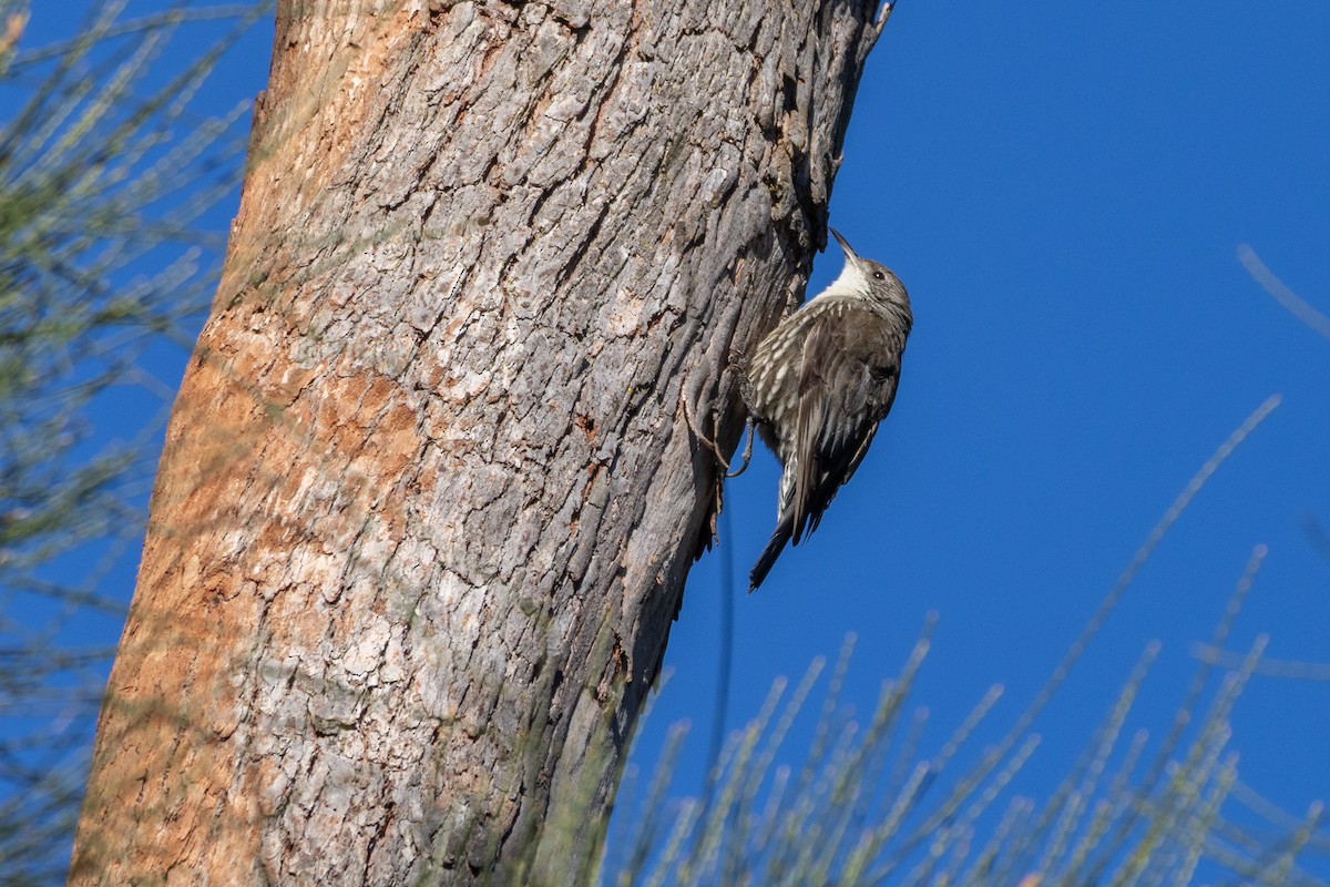 ノドジロキノボリ（leucophaea グループ） - ML646229335