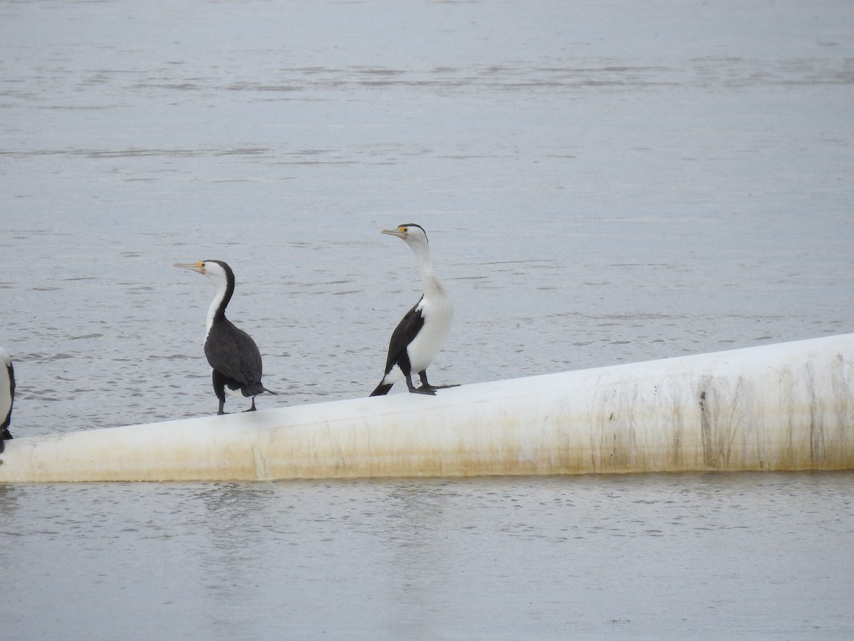 Pied Cormorant - ML646229336