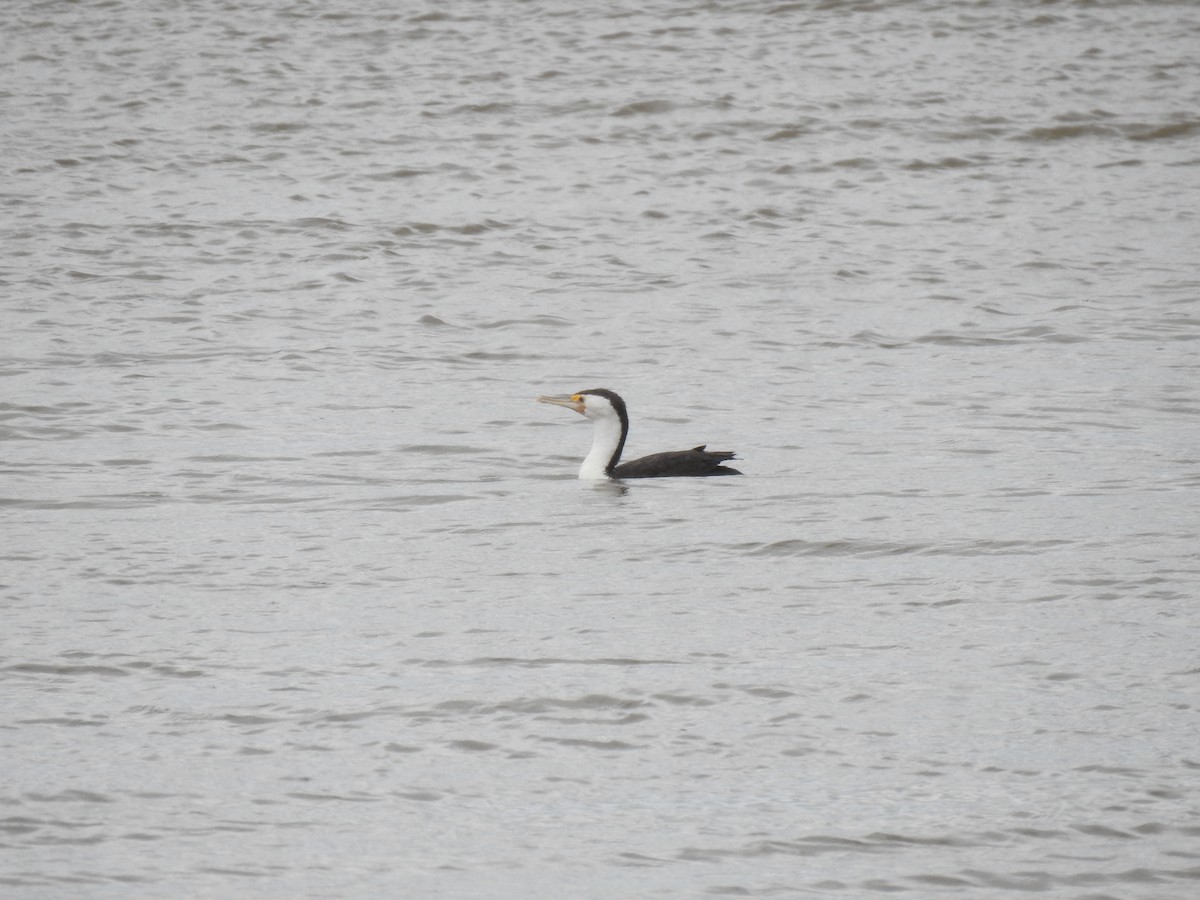 Pied Cormorant - ML646229337