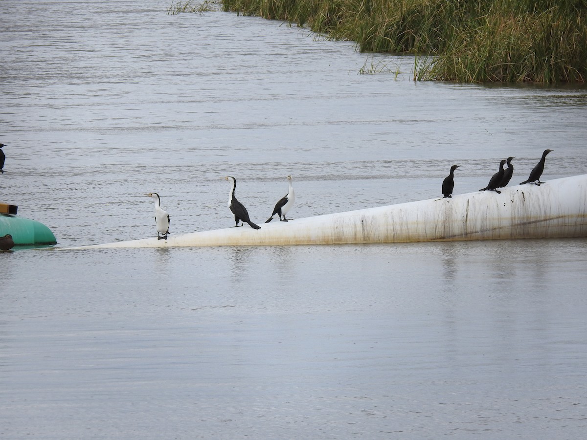 Pied Cormorant - ML646229338
