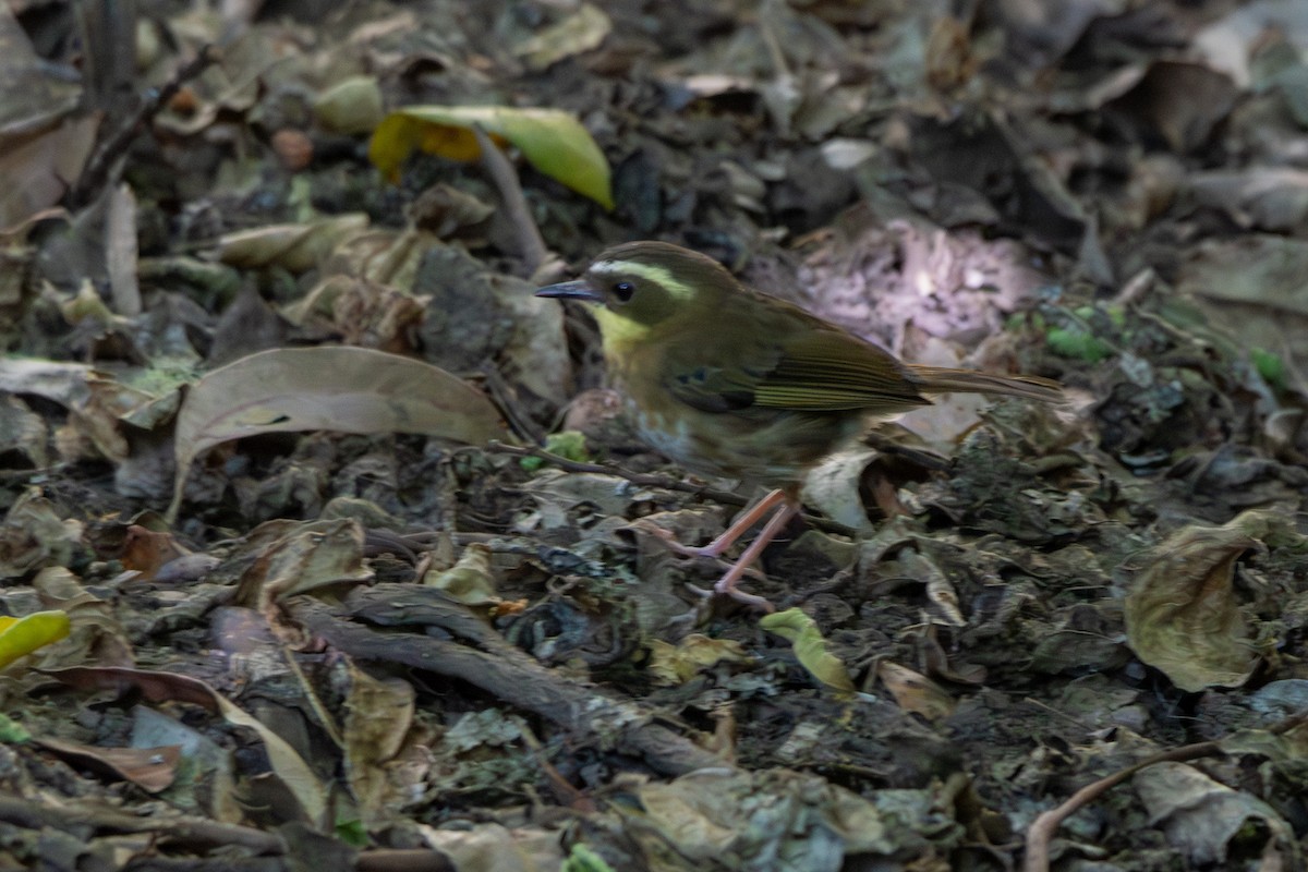 キノドヤブムシクイ - ML646229339