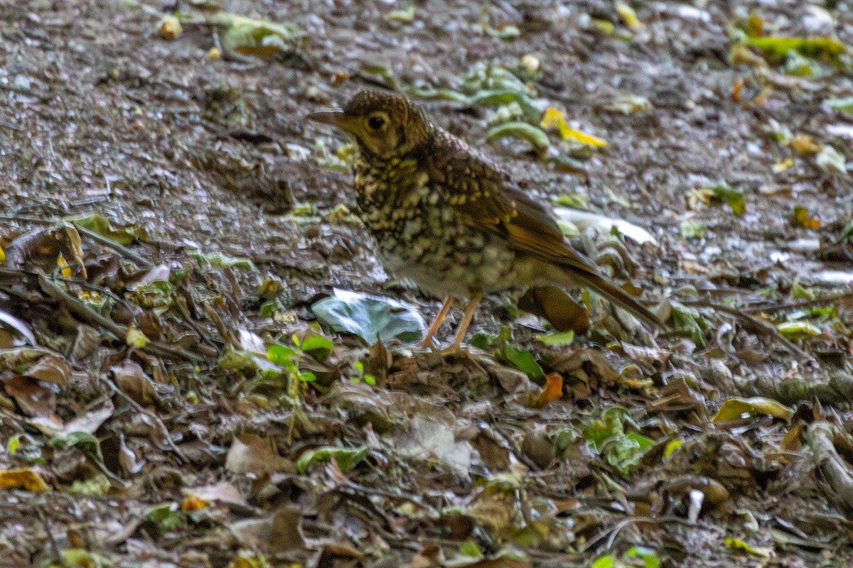 オーストラリアトラツグミ - ML646229340