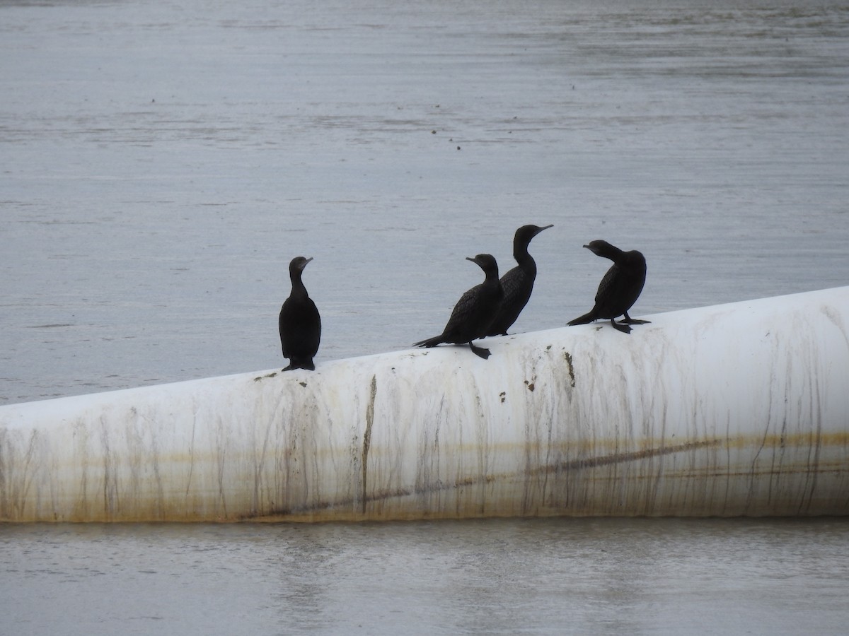 ミナミクロヒメウ - ML646229341