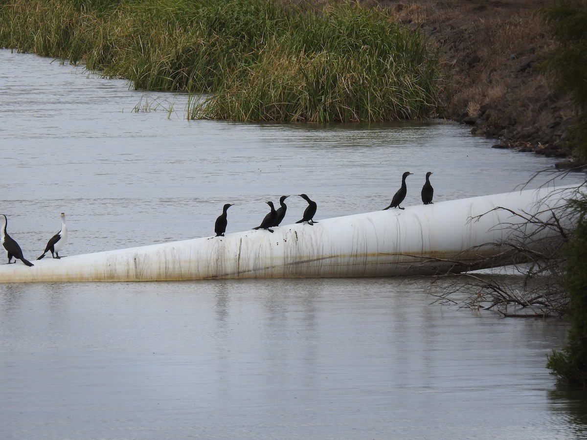 ミナミクロヒメウ - ML646229342