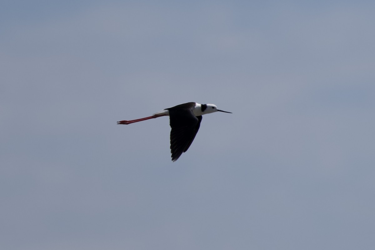 オーストラリアセイタカシギ - ML646229343