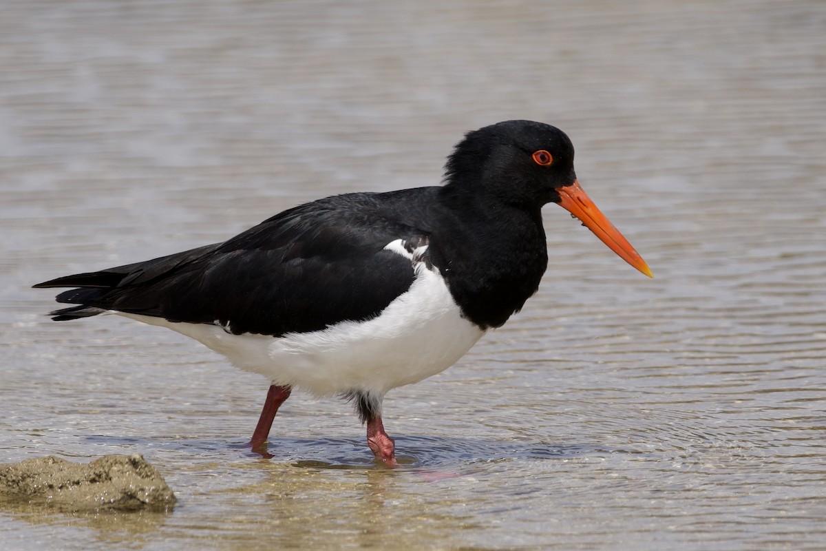 オーストラリアミヤコドリ - ML646229344