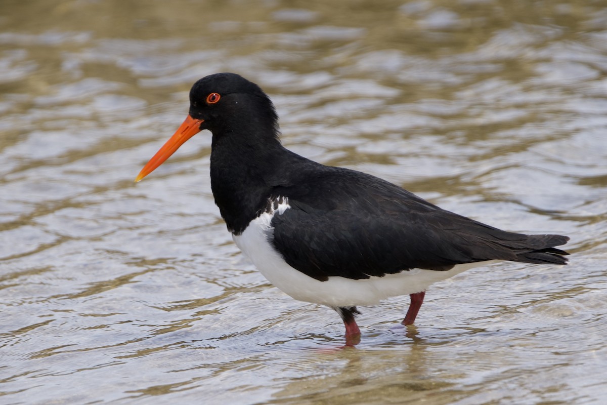 オーストラリアミヤコドリ - ML646229345