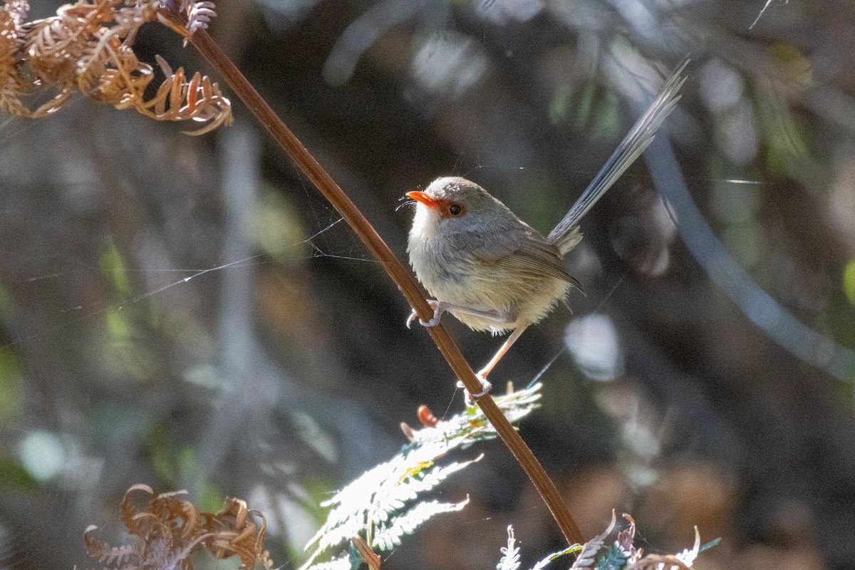 タサイオーストラリアムシクイ - ML646229351