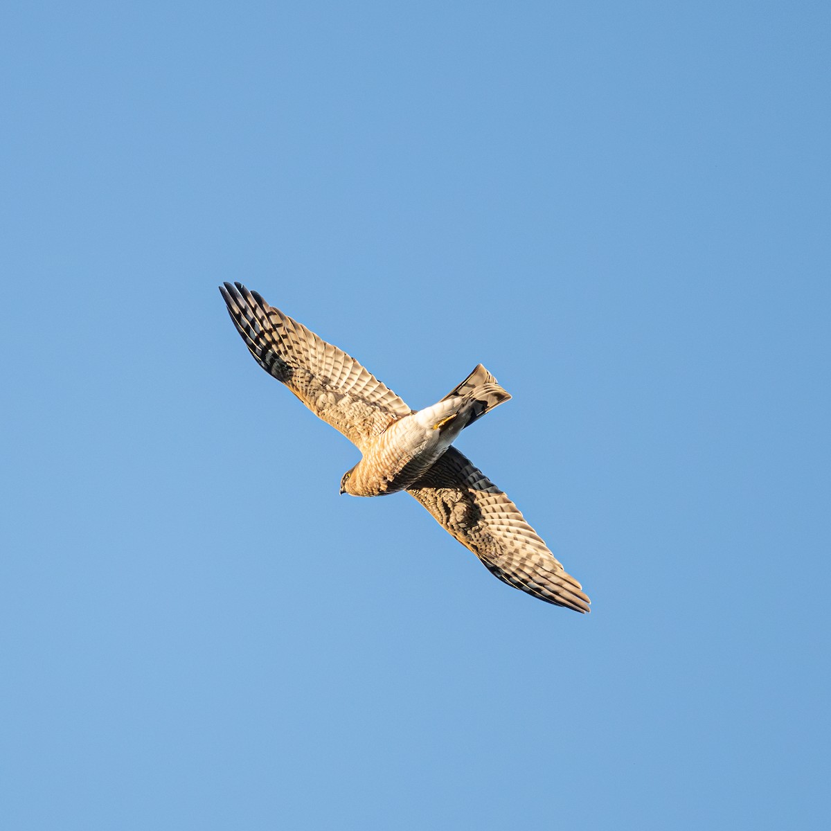 ハイタカ - ML646229354