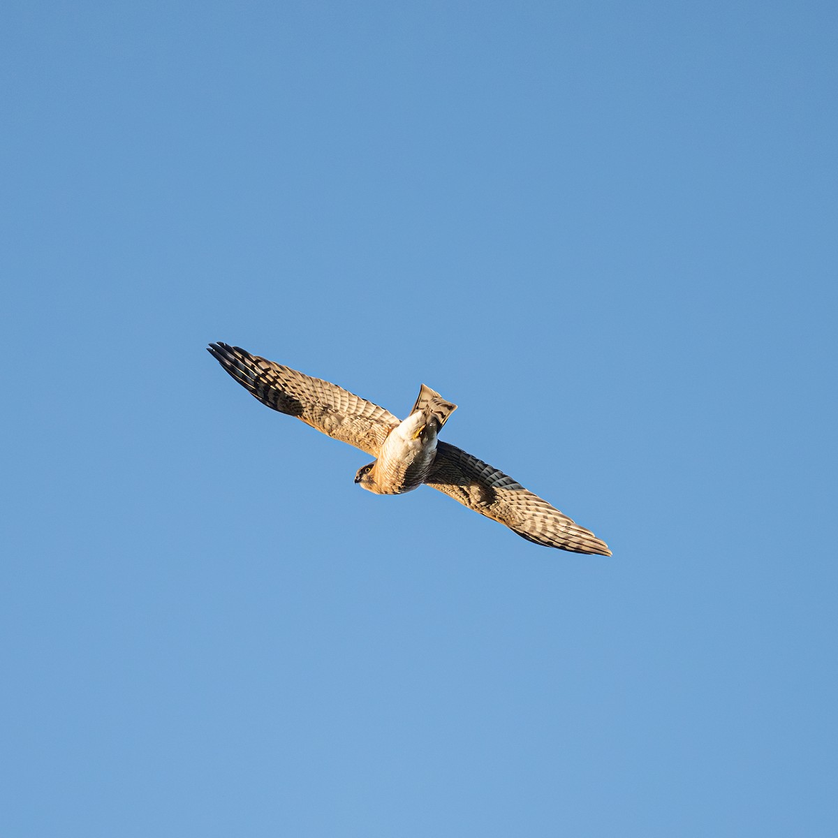 ハイタカ - ML646229359