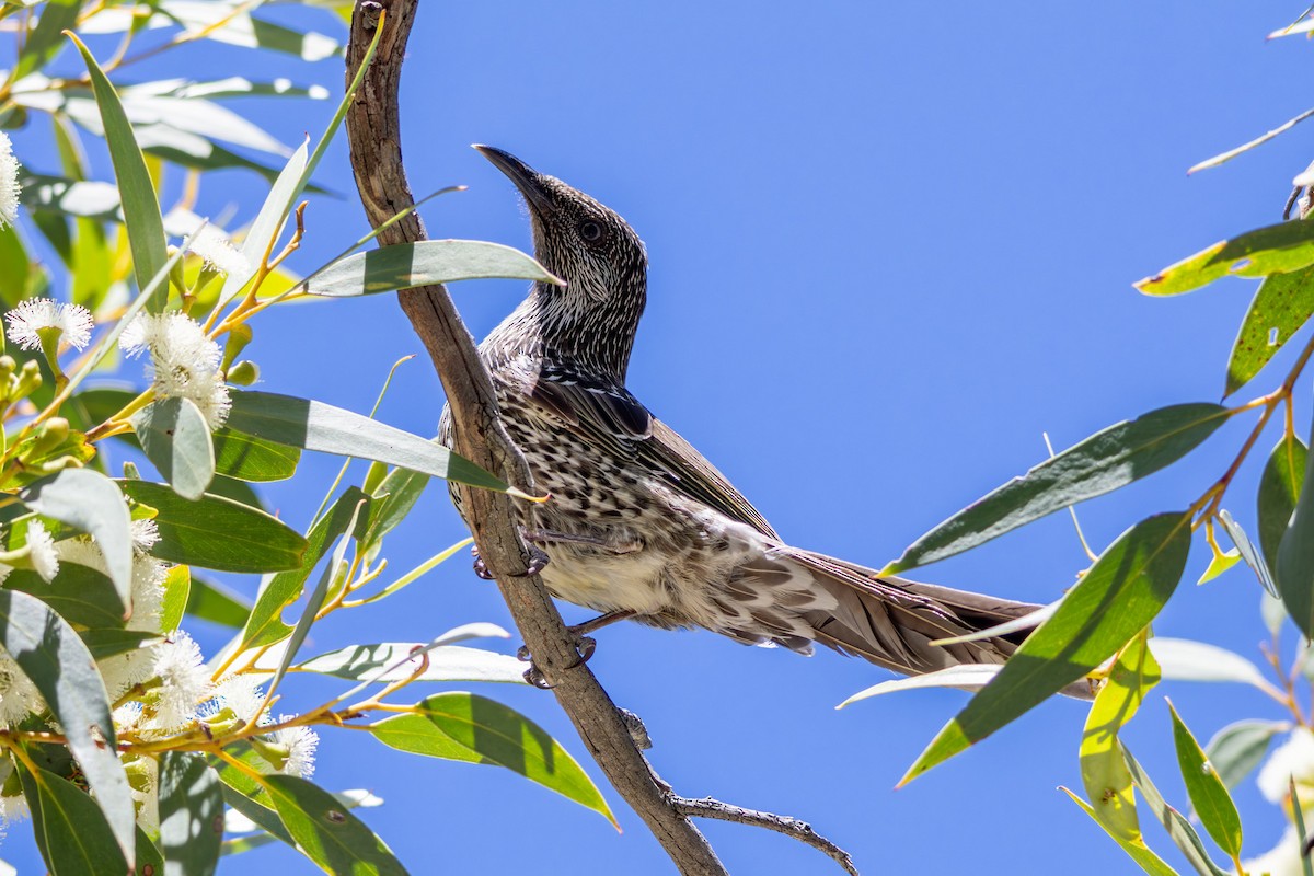 ハイガシラミツスイ - ML646229361