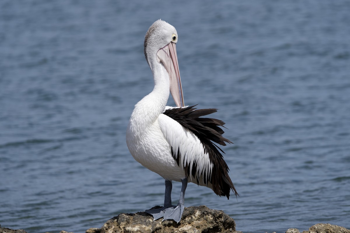 コシグロペリカン - ML646229363