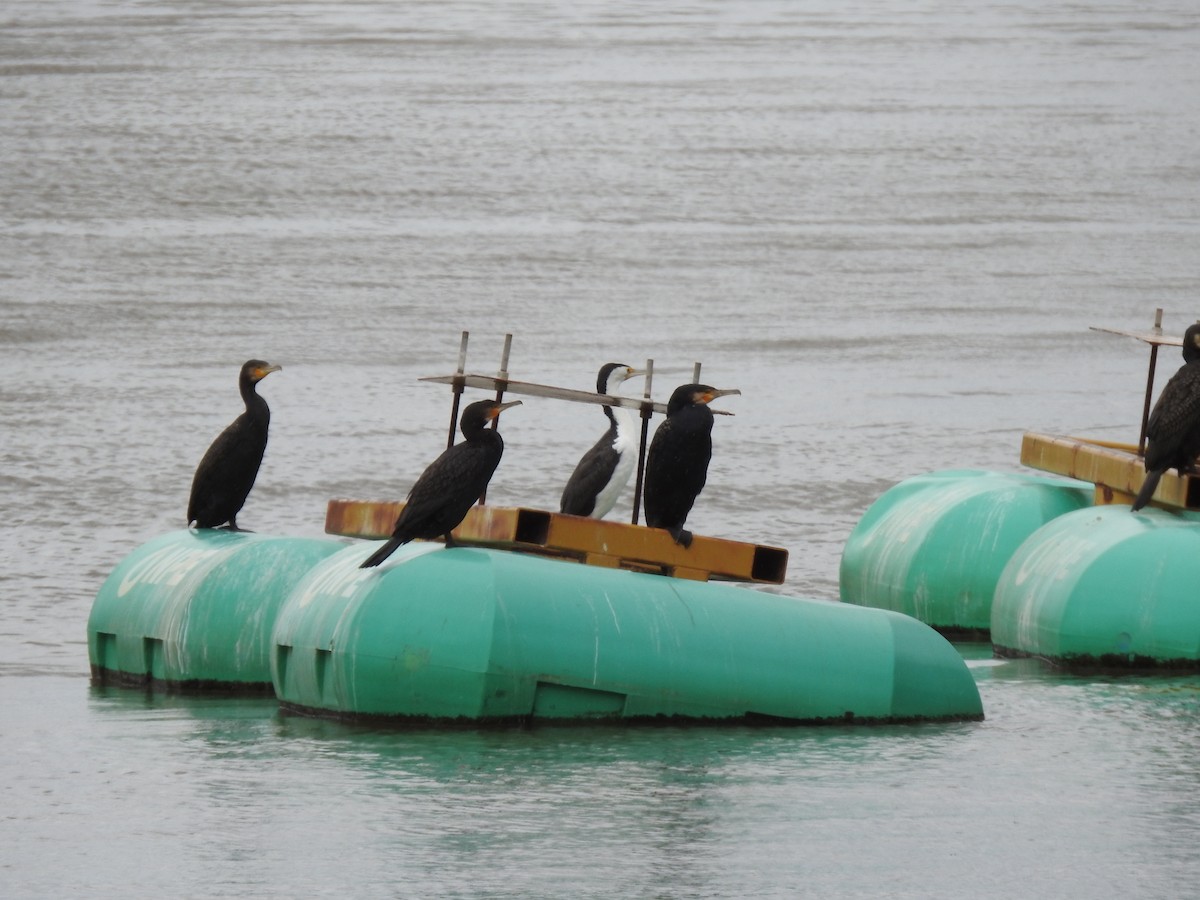 Great Cormorant - ML646229370