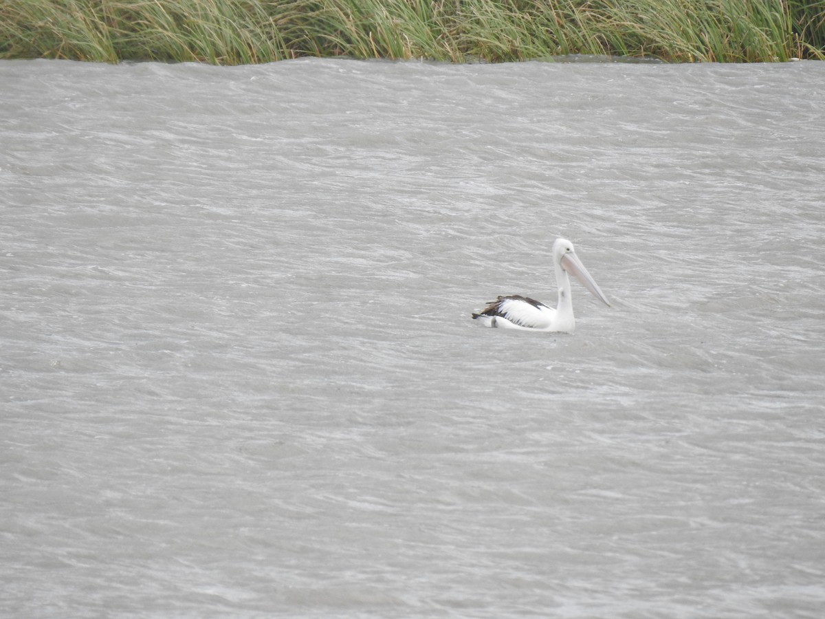 Australian Pelican - ML646229371