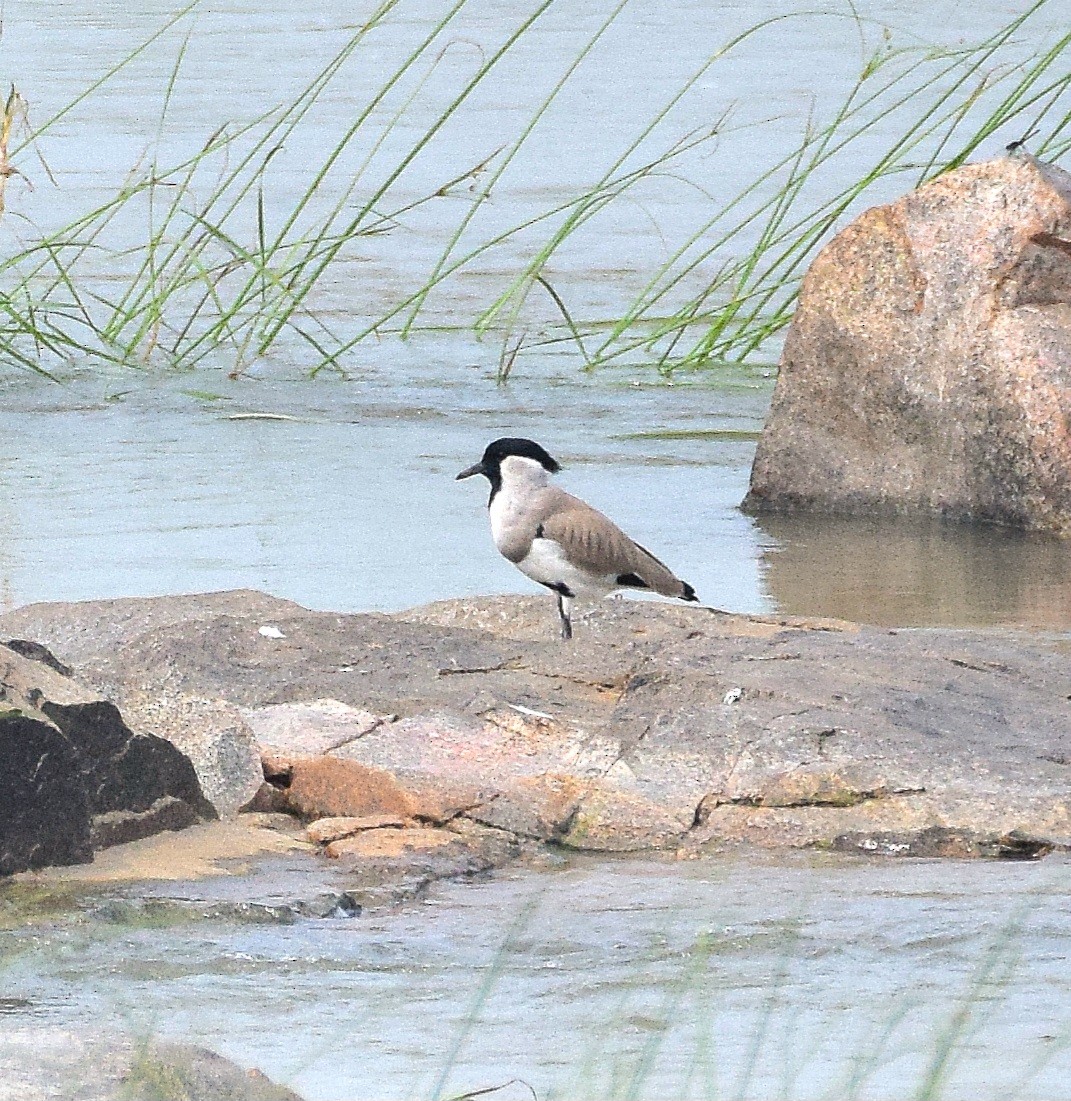 River Lapwing - ML646229374