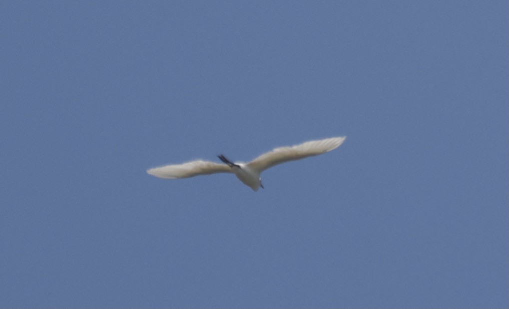 Great Egret - ML646229375