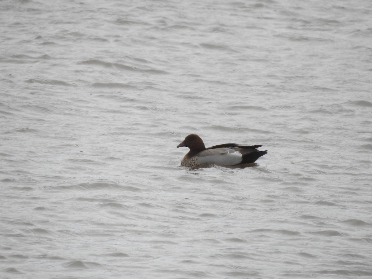 Maned Duck - ML646229376