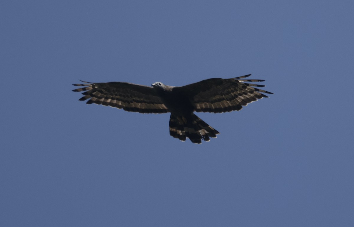 Oriental Honey-buzzard - ML646229377