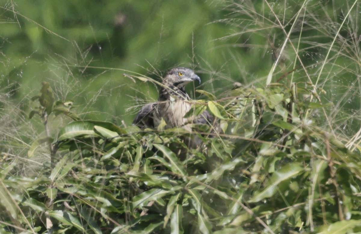 Oriental Honey-buzzard - ML646229378