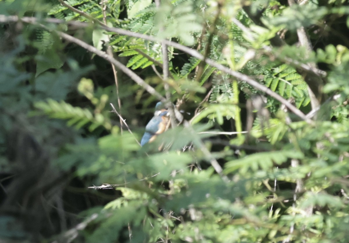 Common Kingfisher - ML646229379
