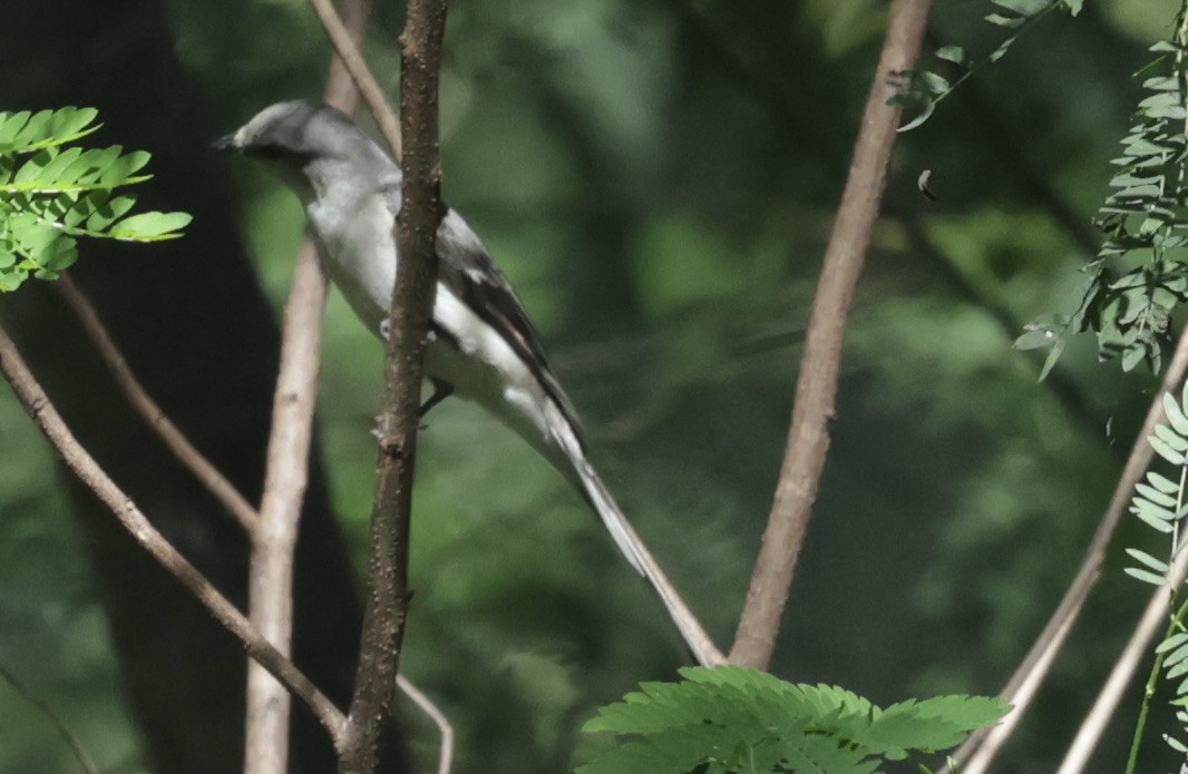 サンショウクイ - ML646229382