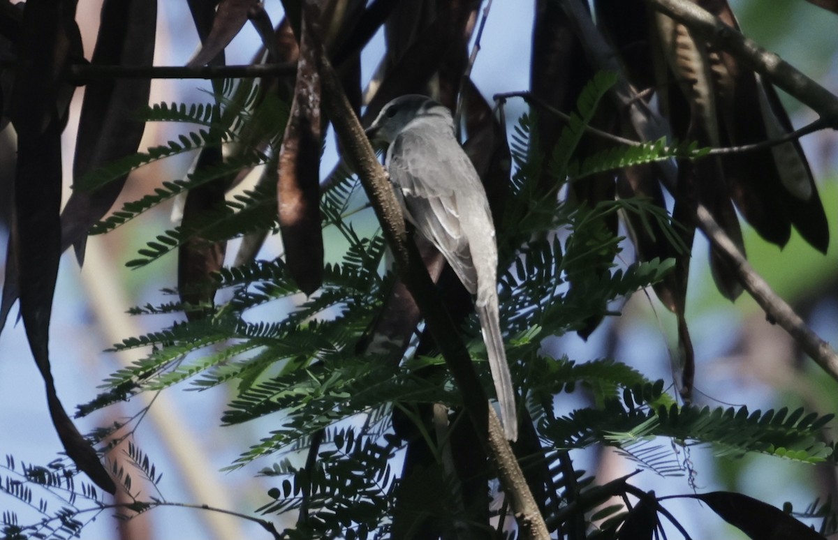Brown-rumped Minivet - ML646229384