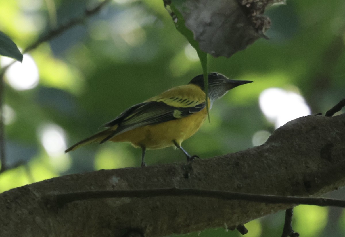 Black-hooded Oriole - ML646229385