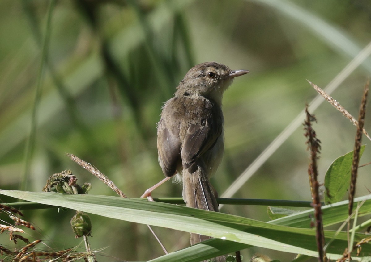 Plain Prinia - ML646229386